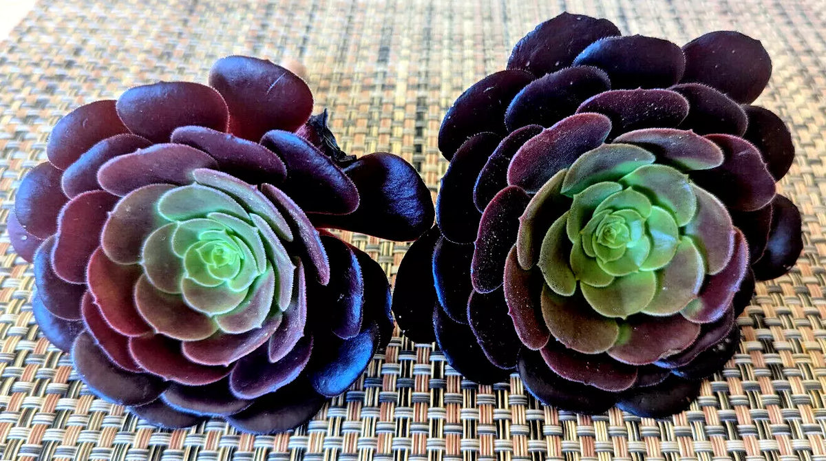 Aeonium Black Rose Succulent Cuttings - 2" Diameter, Rosette-Shaped, Drought-Tolerant, Indoor & Outdoor Gardening Propagation