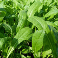 Mibuna Mustard Greens Seeds – Brassica Rapa Japonica Dento Variety for Indoor & Outdoor Gardening, 2025 Planting