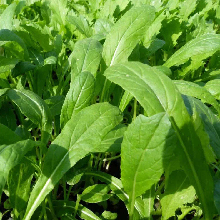 Mibuna Mustard Greens Seeds – Brassica Rapa Japonica Dento Variety for Indoor & Outdoor Gardening, 2025 Planting