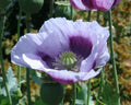 Blue Moon Poppy Seeds Pack - 200+ Papaver somniferum Garden Flower Seeds for Borders & Containers