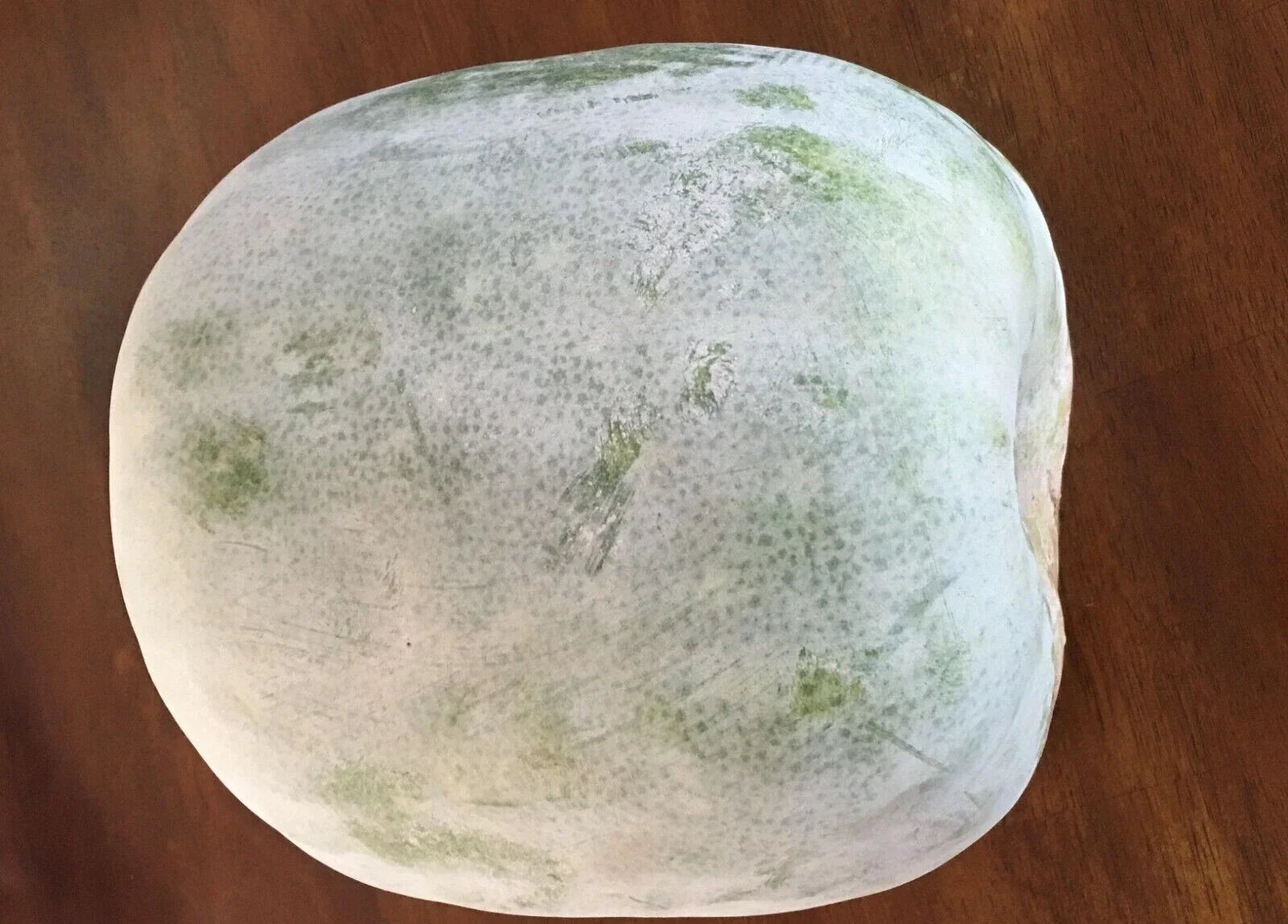 Wax Gourd Seeds - 20+ White Ash Gourd Winter Melon Cucurbita maxima for Home Garden, Edible Gourds, Pest-Resistant, USA