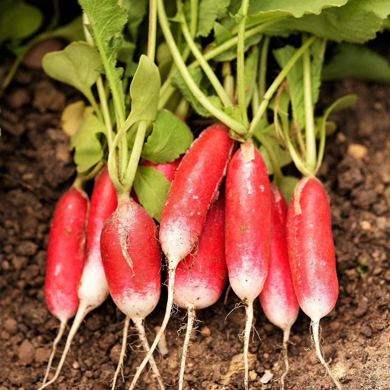 French Breakfast Radish Seeds | Heirloom Raphanus sativus | Red, Pink & White Long Radishes for Vegetable Garden, Salad, Container Planting