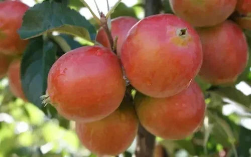 Rosehip Crabapple Seeds – Malus angustifolia – Garden Planting, Heirloom, USA Grown, Free Shipping