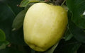 Yellow Transparent Apple Seeds - Pack of 25+ for Garden Planting, Malus domestica, Deciduous Fruit Tree, Non-GMO, USA Shipping
