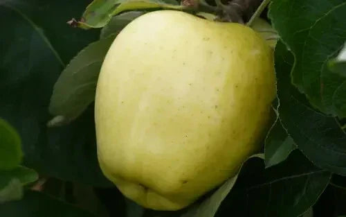 Yellow Transparent Apple Seeds - Pack of 25+ for Garden Planting, Malus domestica, Deciduous Fruit Tree, Non-GMO, USA Shipping