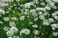Garlic Chives Seeds – Non-GMO Herb Seeds for Culinary Use, Allium tuberosum, 100+ Pack, Easy to Grow, USA Seller