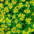 Large Ground Cover Sedum acre - Golden Creeping Sedum, Yellow Perennial, Well-Rooted, Drought-Tolerant, Rock Garden Plant