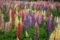 Lupine Seeds - 25+ Loopy Mix Garden Planting - Vibrant Colors - Lupinus polyphyllus Seed Packet