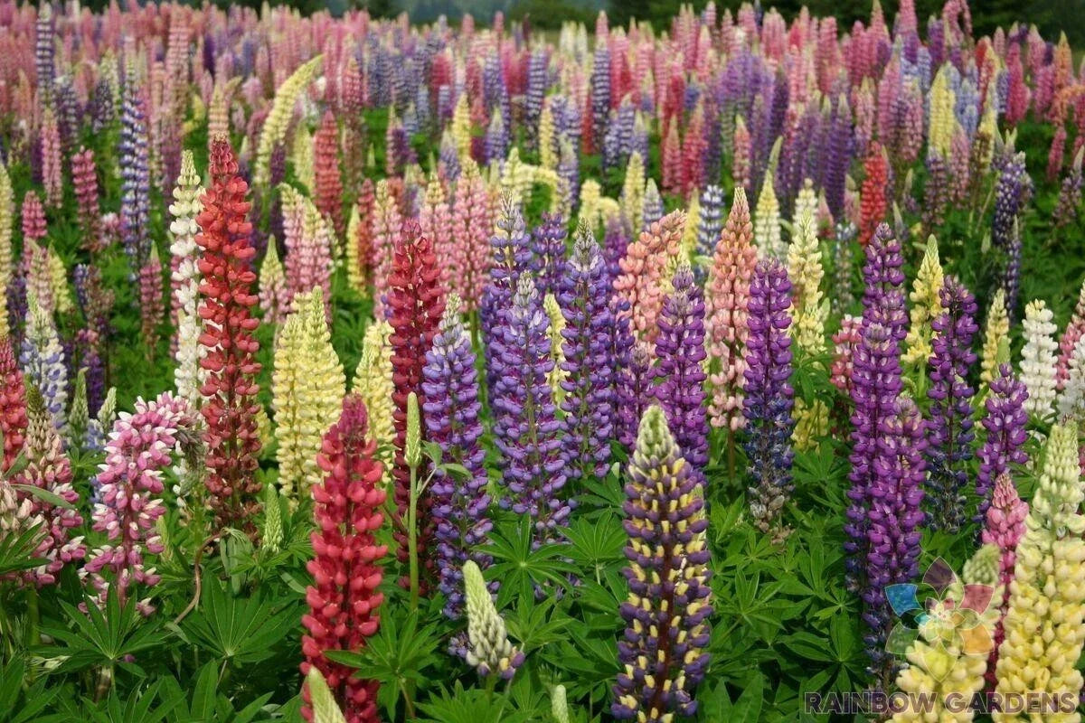 Lupine Seeds - 25+ Loopy Mix Garden Planting - Vibrant Colors - Lupinus polyphyllus Seed Packet
