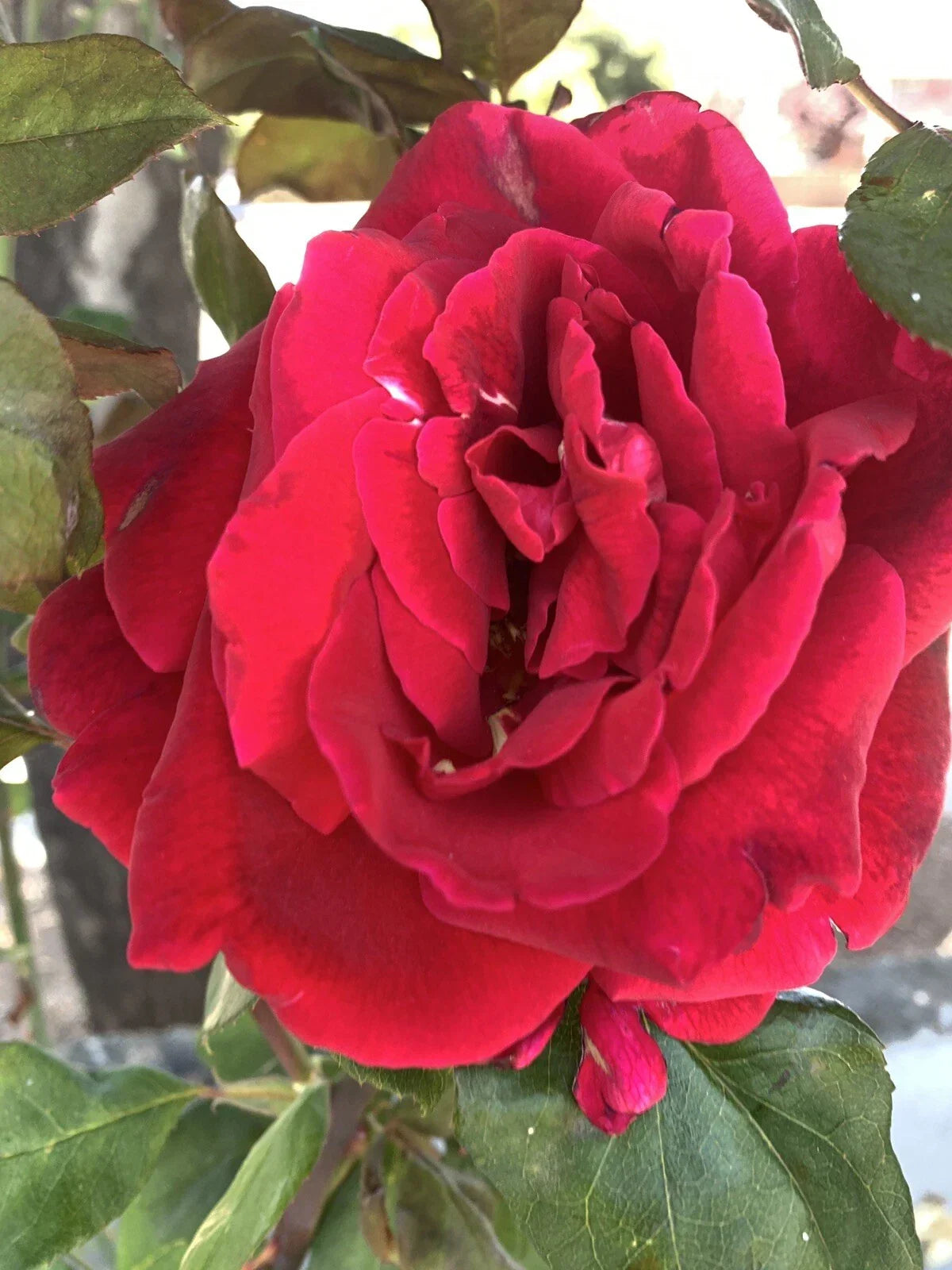 Velvet Pink Rose Cuttings 6 Inch No Roots, Fragrant Rosa 'Velvet Pink' Garden Plant Propagation