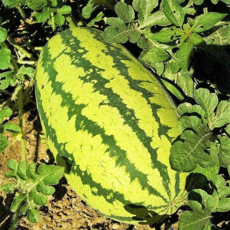 Jubilee Watermelon Seeds – Giant Green Striped Red Fruit, Citrullus lanatus, 25 Packets for Home Garden & Container Growing
