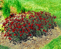 Dwarf Red Plains Coreopsis Seeds - 2000+ Native Wildflower for Drought Tolerant Gardens, Pollinator Attracting, Coreopsis tinctoria