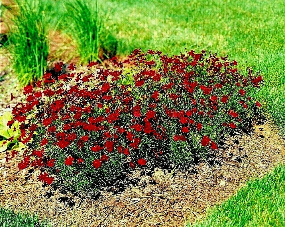 Dwarf Red Plains Coreopsis Seeds - 2000+ Native Wildflower for Drought Tolerant Gardens, Pollinator Attracting, Coreopsis tinctoria