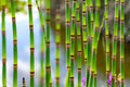 Horsetail Plant Cuttings - Equisetum for Water Gardens, Koi Pond, Aquatic Feature, Hardy Perennial