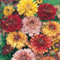 Painted Daisy Seeds - Dunetti Mix Heirloom Chrysanthemum - Non-GMO Perennial Flower Seeds - Butterfly Attracting Garden Plant