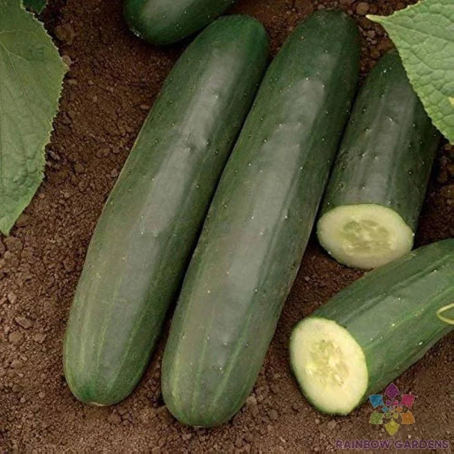 Darlington Cucumber Seeds – 25+ Non-GMO Cucumis sativus for Garden, Container, Salad & Pickling