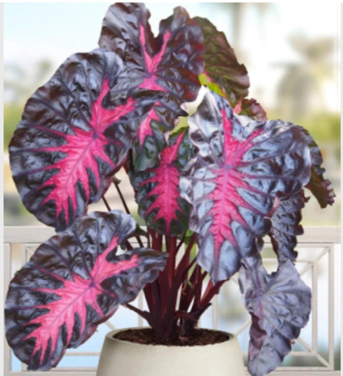 Colocasia esculenta Elephant Ear Plant - Small Rooted Starter - Tropical Indoor Houseplant