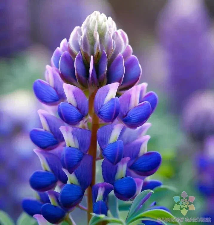 Arroyo Lupine Seeds - 25+ Pack, Wildflower Seeds for Garden Planting, Lupinus succulentus, Native to USA