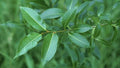 Bay Leaf Willow Tree Cuttings - 2 Live Salix pentandra Branches for Rare Ornamental and Culinary Use