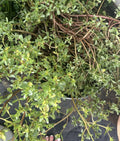 Live Purslane Plants Bare Root Starter Bundle – Edible Herb, Portulaca oleracea, Fast Growing, Culinary, Nutritious, Ground Cover