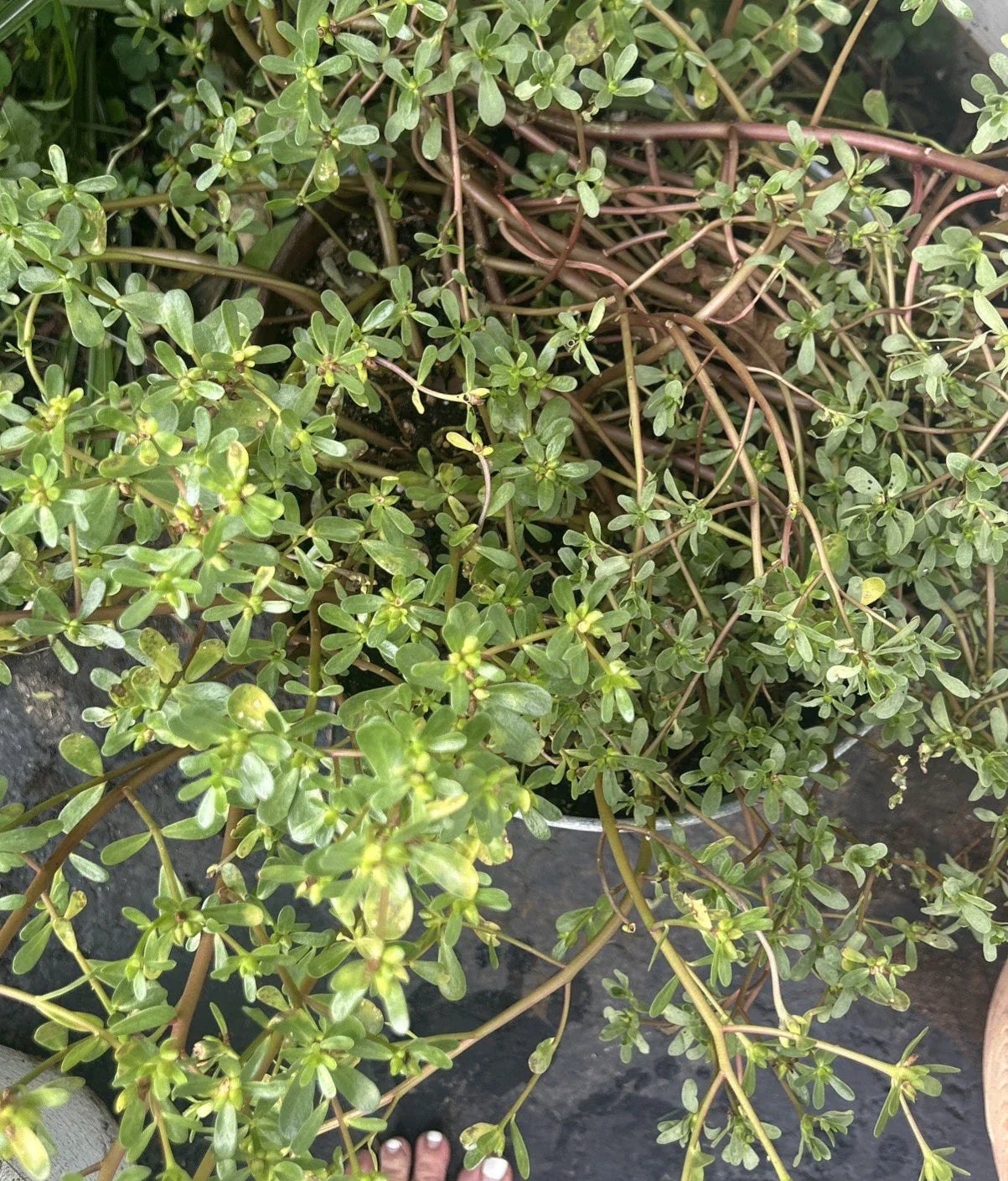 Live Purslane Plants Bare Root Starter Bundle – Edible Herb, Portulaca oleracea, Fast Growing, Culinary, Nutritious, Ground Cover