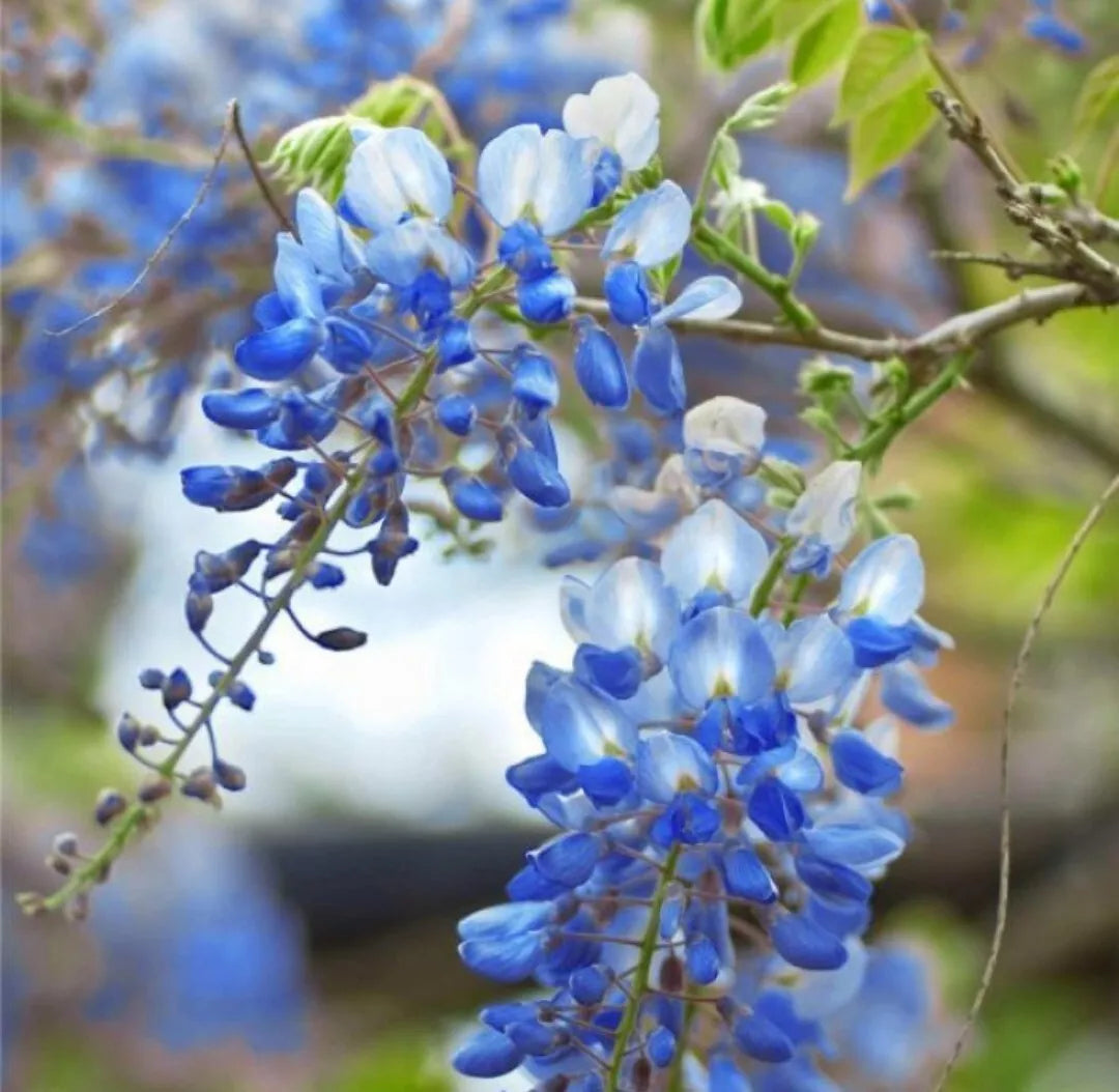 Wisteria Cuttings 6-8" Blue Moon Unrooted Vine, Wisteria sinensis, Fast-Growing Climbing Plant