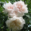 Madame Alfred Carriere Climbing Rose Cuttings - 4 Live Propagation Plants - Sweet Fragrance & Unique Color - Rosa 'Madame Alfred Carriere'
