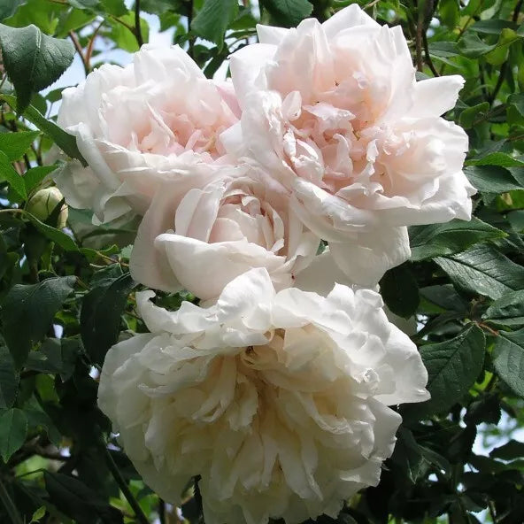 Madame Alfred Carriere Climbing Rose Cuttings - 4 Live Propagation Plants - Sweet Fragrance & Unique Color - Rosa 'Madame Alfred Carriere'