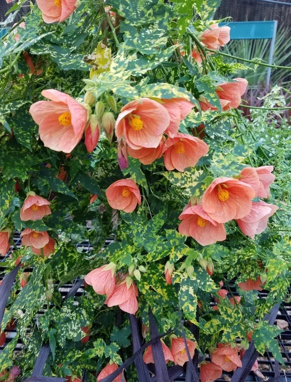 Thompsonii Variegated Peach Abutilon Flowering Maple Small Rooted Starter Plant Indoor Garden