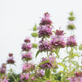 Lemon Mint Seeds - 1000 Non-GMO Culinary Herb Seeds - Mentha × piperita 'Citrata' for Cooking & Tea