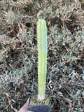 Echinopsis Cactus Hybrid Seedling - 14-Inch Live Rooted Plant - Desert Theater Pach. “Spaceship” × Desert Theater Bridge