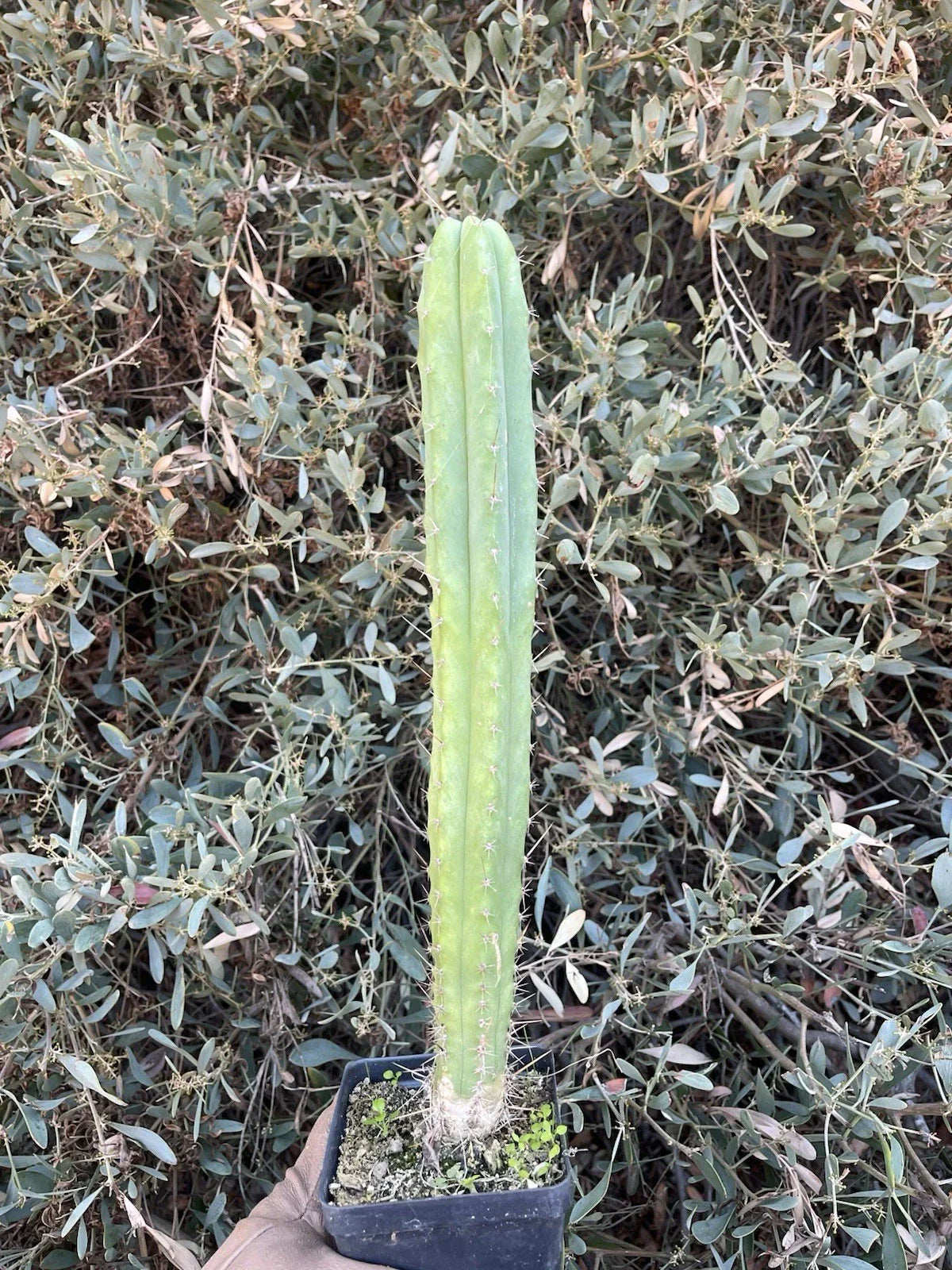 Echinopsis Cactus Hybrid Seedling - 14-Inch Live Rooted Plant - Desert Theater Pach. “Spaceship” × Desert Theater Bridge
