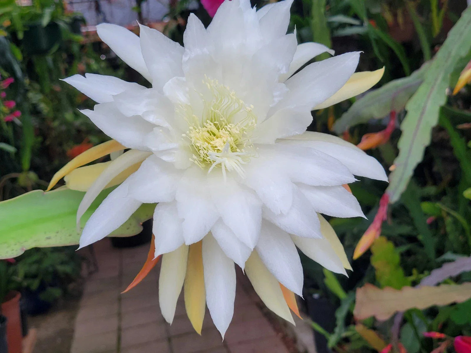 Epiphyllum Plant in 4-Inch Pot | Jinzaburo Matsumiya | Large Flowers | Epiphyllum oxypetalum