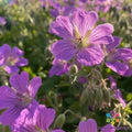25+ Sirak Geranium Seeds Pelargonium x hortorum for Garden Planting, Easy to Grow, Vibrant Blooms, USA Grown