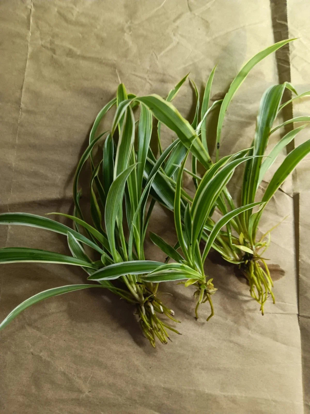 Reverse Variegated Spider Plant Pups - Chlorophytum comosum 'Variegatum' - Easy Air-Purifying Houseplant