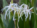 Set of 5 Rooted White Spider Crinum Lily Amoenum Bulb Plants, Tropical Garden Flowers, Perennial Bulbs