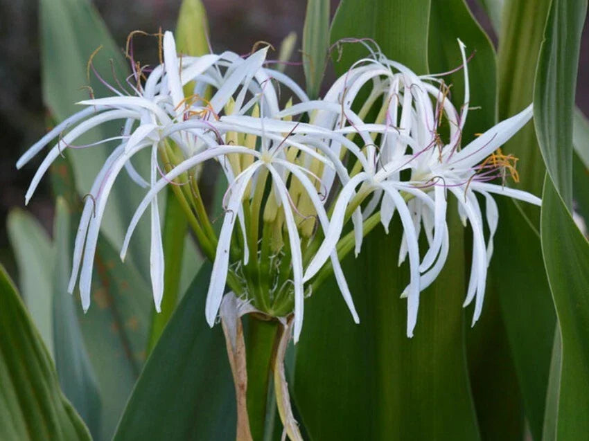Set of 5 Rooted White Spider Crinum Lily Amoenum Bulb Plants, Tropical Garden Flowers, Perennial Bulbs