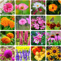 Perennial Wildflower Seeds Mix - 16 Varieties - 10,000+ Seeds for Gardens & Pollinator Habitats