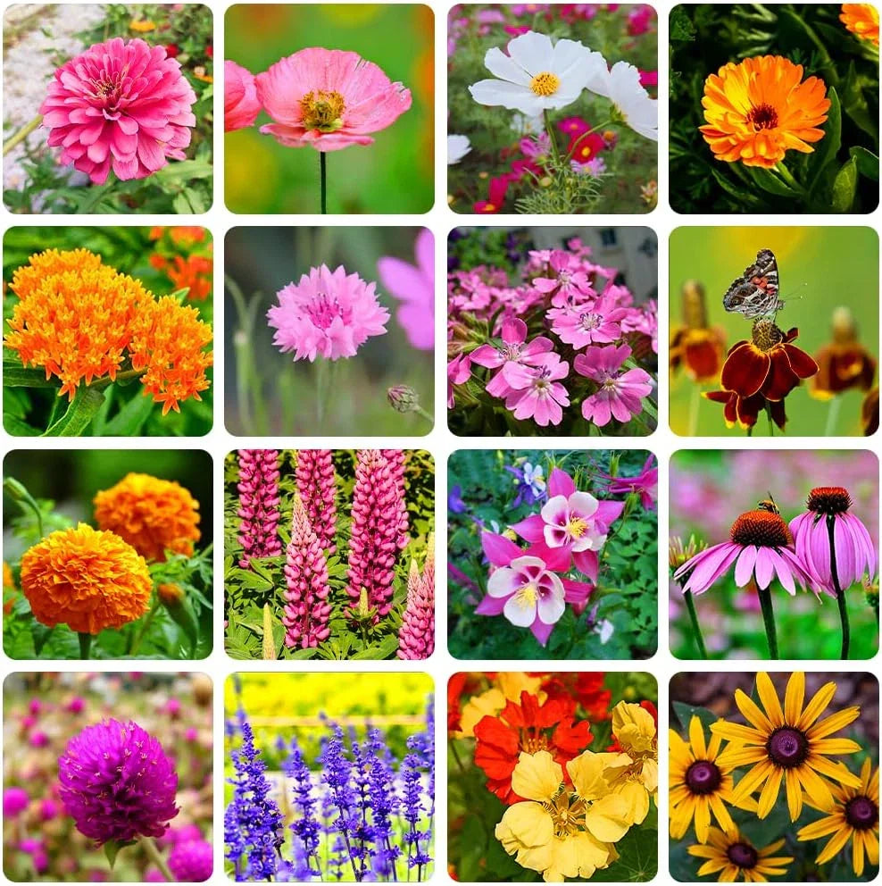 Perennial Wildflower Seeds Mix - 16 Varieties - 10,000+ Seeds for Gardens & Pollinator Habitats