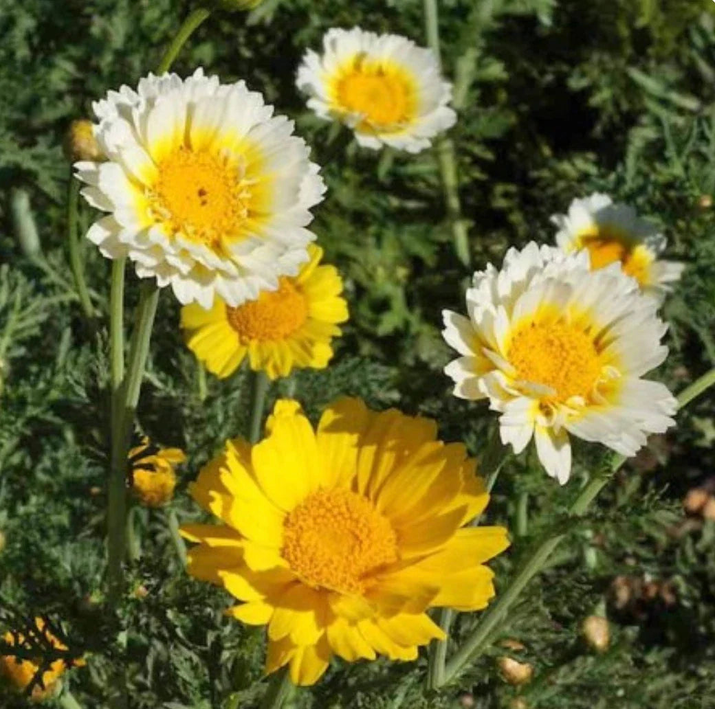 Daisy Garland Chrysanthemum Seeds - Edible Greens, 1000 Seeds, Chrysanthemum coronarium, Culinary & Garden Use