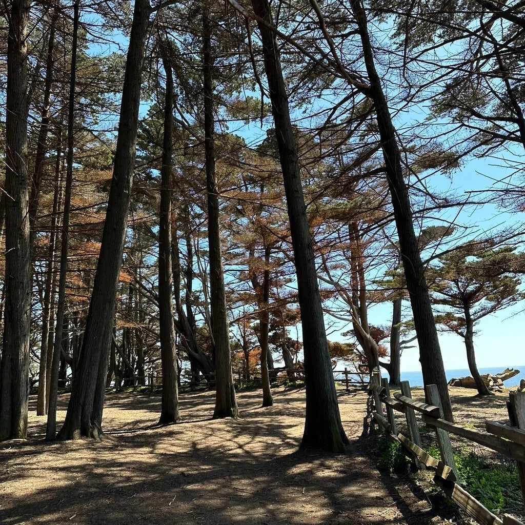 Monterey Cypress Tree Seeds, 100+ Cupressus macrocarpa, Bonsai & Landscaping, Drought-Resistant, Easy to Grow