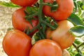 Marglobe Supreme Tomato Seeds 100 Ct - Heirloom Non-GMO Vegetable Seeds Solanum lycopersicum