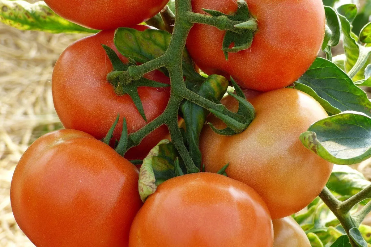 Marglobe Supreme Tomato Seeds 100 Ct - Heirloom Non-GMO Vegetable Seeds Solanum lycopersicum