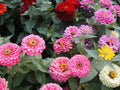 Lilliput Zinnia Seeds - Compact Flower Seeds for Borders & Containers - Zinnia elegans - Bright Color Mix