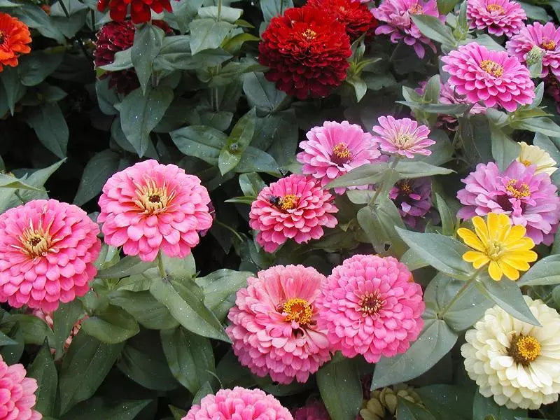 Lilliput Zinnia Seeds - Compact Flower Seeds for Borders & Containers - Zinnia elegans - Bright Color Mix
