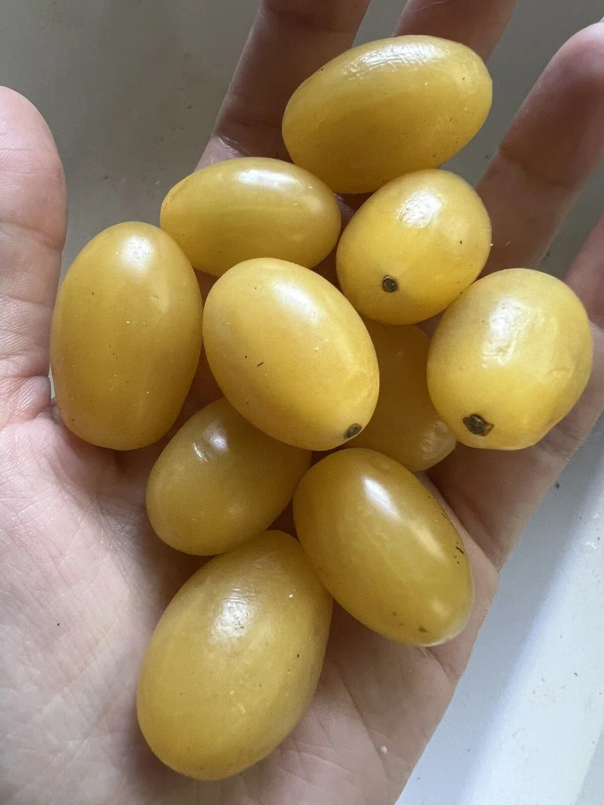 Organic Yellow Grape Tomato Seeds - 25 Pack, Edible Garden Vegetable, Solanum lycopersicum, Sweet, High-Yield, Non-GMO