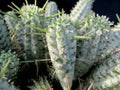 Euphorbia Mammillaris Variegated Succulent Cuttings - Indian Corn Cob Cactus - 2 Pieces for Propagation and Planting