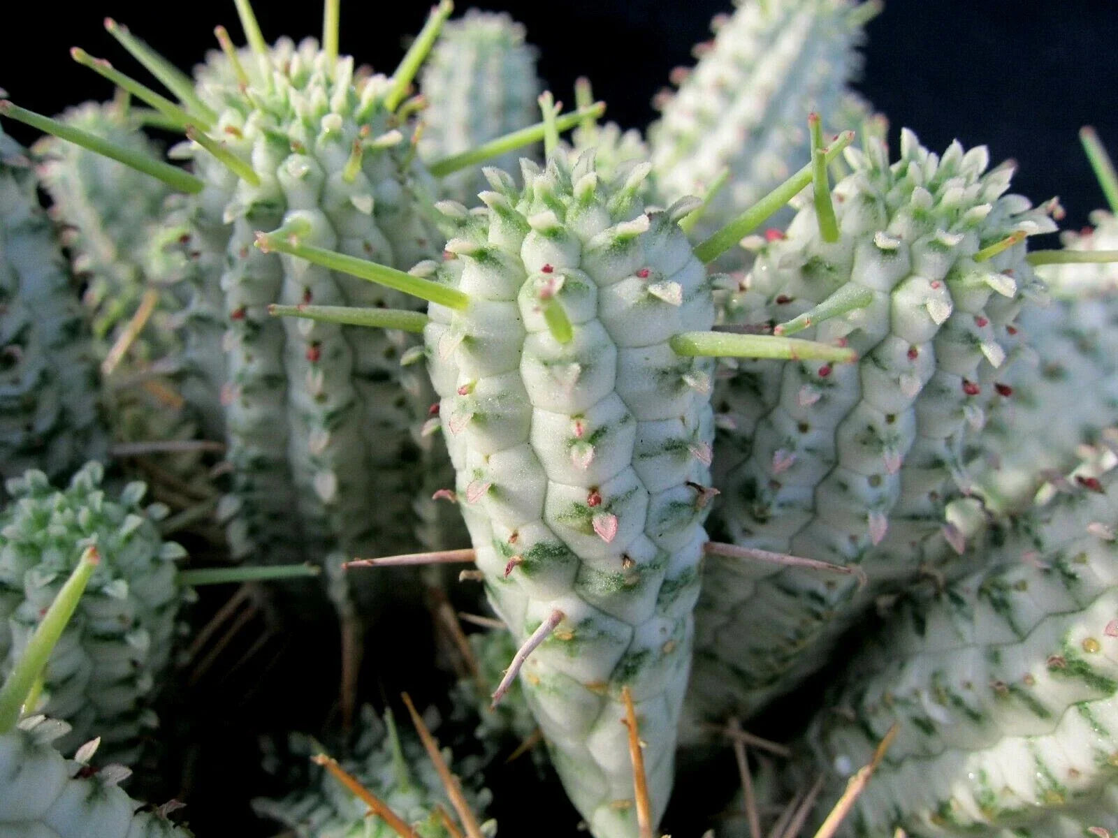 Euphorbia Mammillaris Variegated Succulent Cuttings - Indian Corn Cob Cactus - 2 Pieces for Propagation and Planting