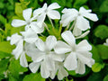 Plumbago White Seeds Snowdrift, 50 Count, Plumbago auriculata, Garden Flower Seeds for Borders & Containers