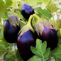 Black Beauty Eggplant Seeds - Large Purple Aubergine Vegetable Seed - Solanum melongena, Non-GMO, Pack of 50